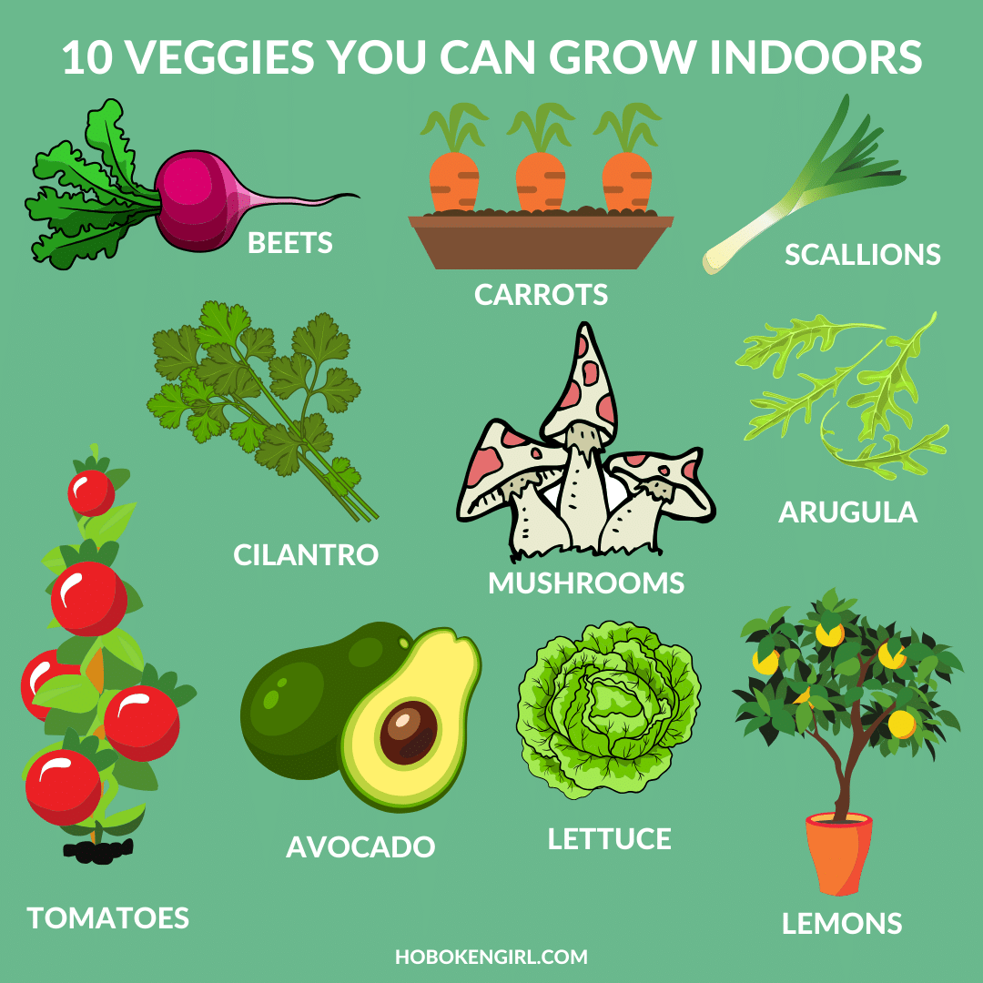 10 Vegetables You Should Start Indoors - Hedonismonline