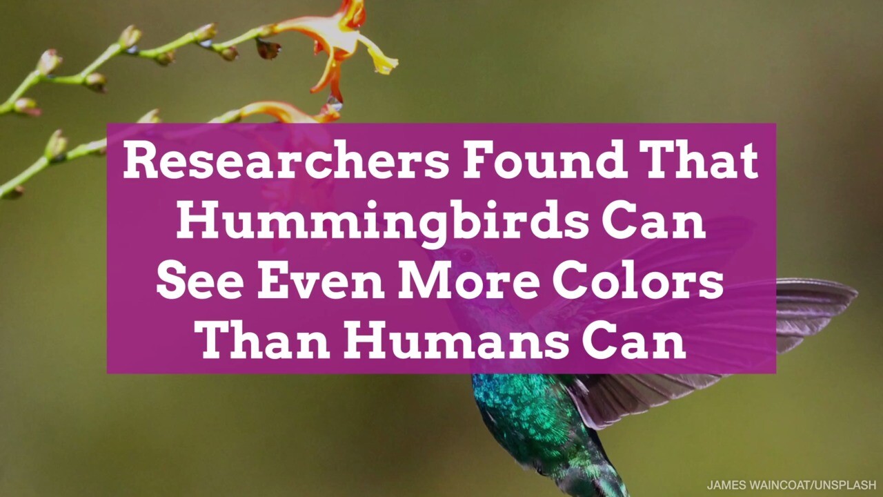 Hummingbirds Can See Even More Colors Than Humans According To Researchers Hedonismonline 