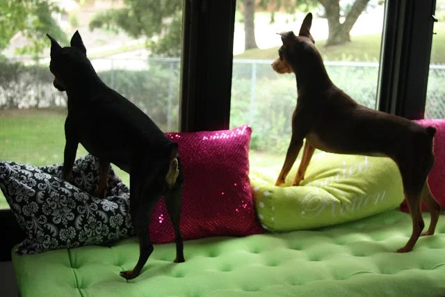 IKEA furniture hacks for dogs - window seat for dogs