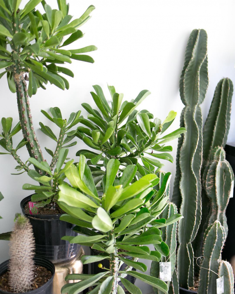 close up of a group of green plants