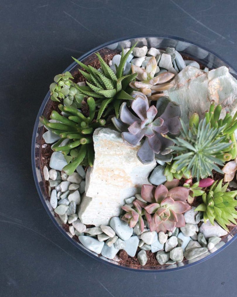 overhead image of succulent terrarium